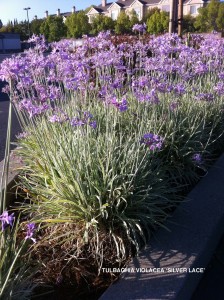 Tulbaghia violacea 'Silver Lace'